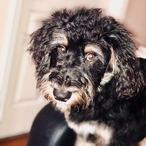 Meet your Posher, Mitra